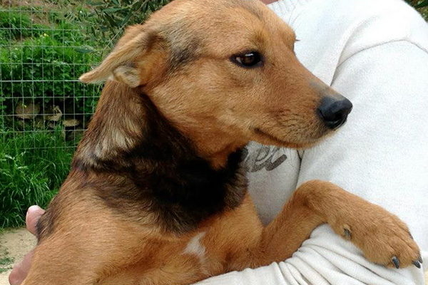 Житель Крита спас 200 псов, пострадавших от финансового кризиса : Звери: Из жизни: