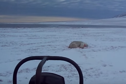 В WWF оправдали расстрел белого медведя на Чукотке