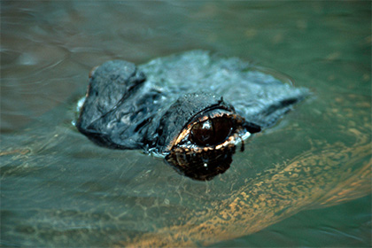 Биологи объяснили открытый глаз спящих крокодилов