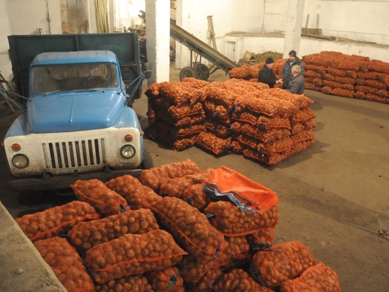 В Омской области собрали самый большой урожай овощей в Сибири