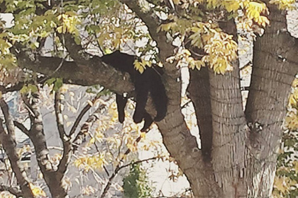Стокилограммовый медведь провел день на дереве в общественном парке Нью-Джерси