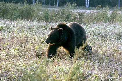 Медведь задрал охотника в Хабаровском крае