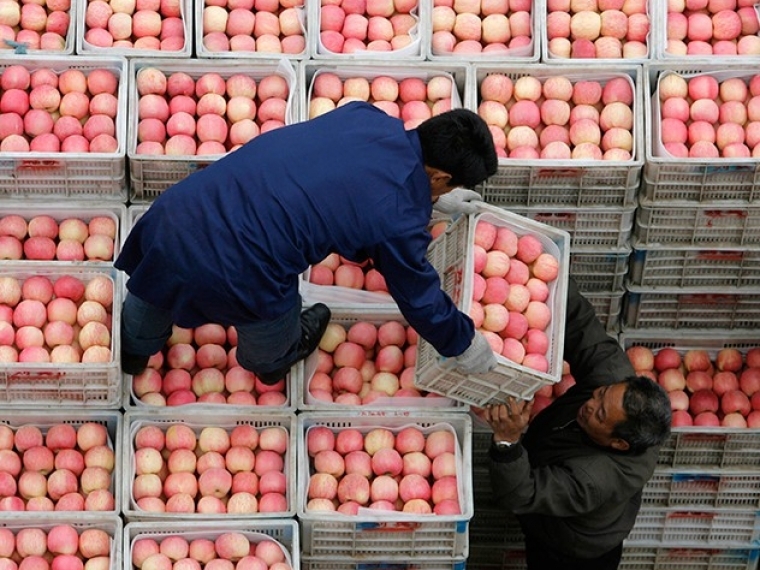 Омские специалисты Россельхознадзора задержали на границе 8 тонн санкционных фруктов