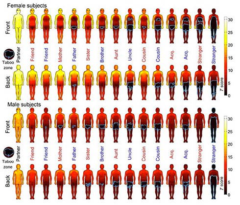 Ученые составили карту доступности частей тела для мужчин и женщин
