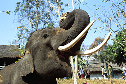 В Таиланде дикий слон затоптал сборщиков каучука