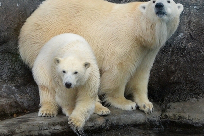 Экологи написали письмо Путину с просьбой защитить полярных медведей