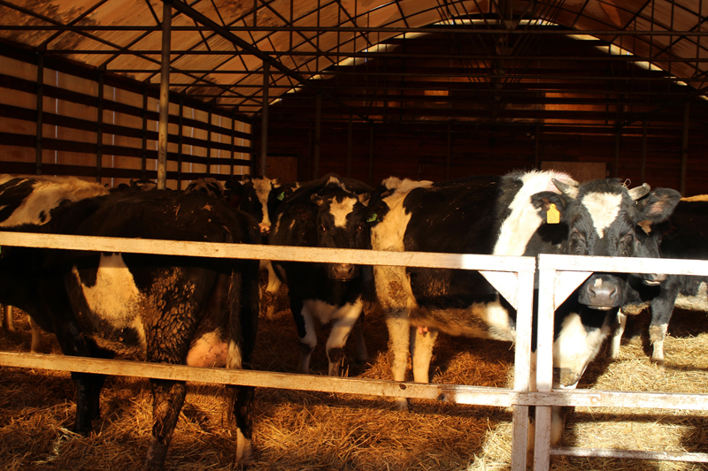 В Омской области резко сократилось поголовье коров, свиней и коз