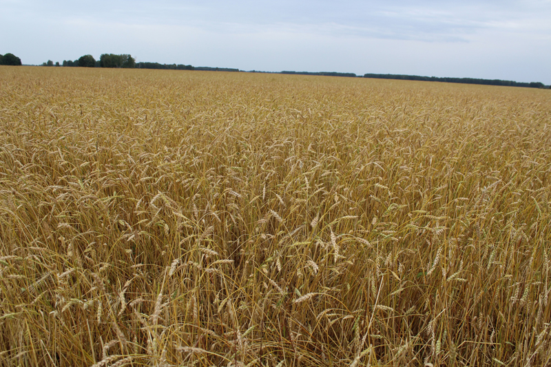 Омский фермер из-за посевной не заметил кражи 4 центнеров пшеницы #Новости #Общество #Омск