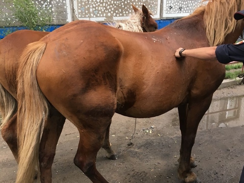 Омич заплатил более 150 тысяч за ДТП с лошадьми #Новости #Общество #Омск