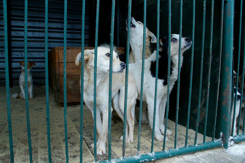 Бездомных собак из Омска будет кормить федеральный бюджет #Омск #Общество #Сегодня
