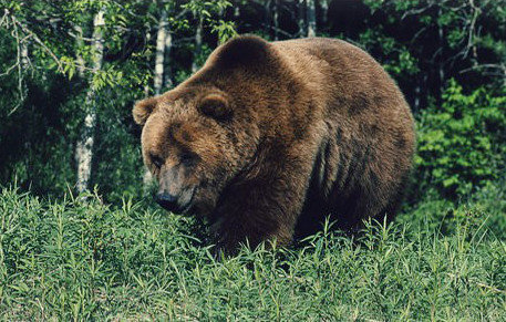 Омские охотники отказались от 130 разрешений на отстрел кабана и медведя #Новости #Общество #Омск