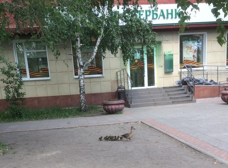 В Омске рядом с отделением банка ходит утка с утятами #Новости #Общество #Омск
