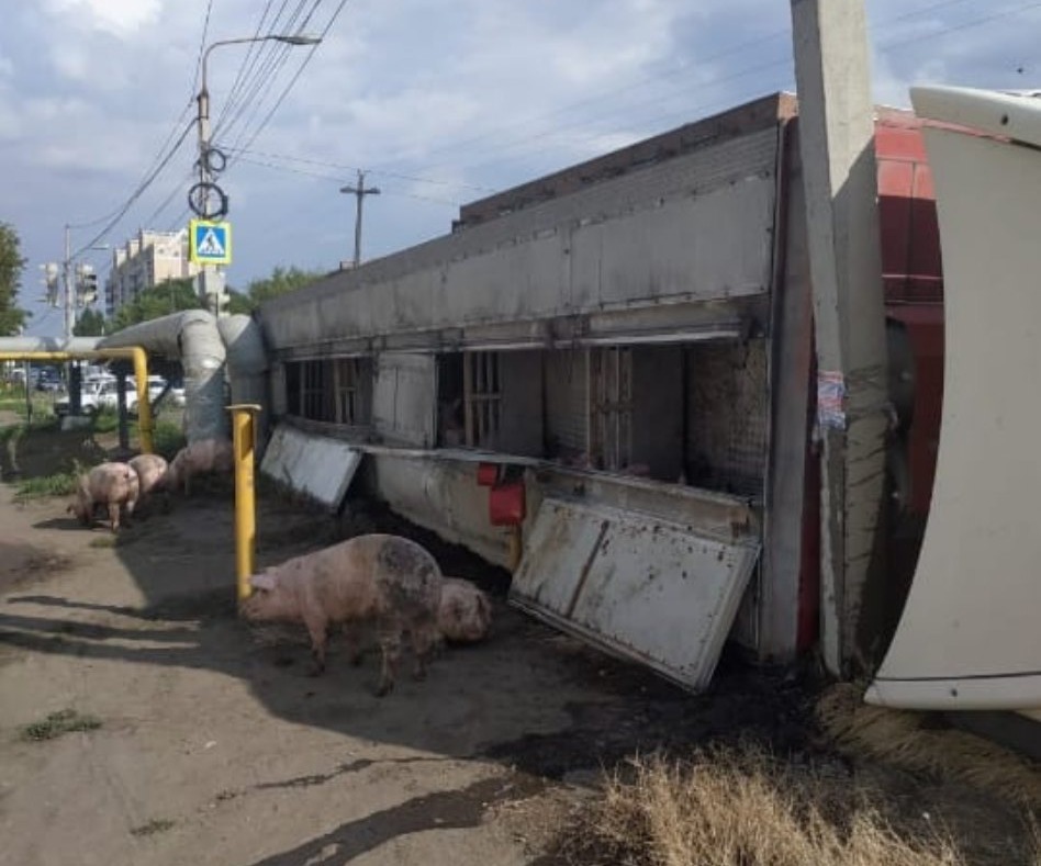 В Омске из «мерседеса» вывалились свиньи и разбежались по городу #Новости #Общество #Омск