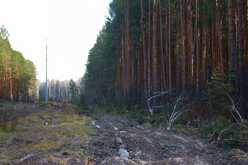 Лесоруб оставил без света два района Омской области #Новости #Общество #Омск