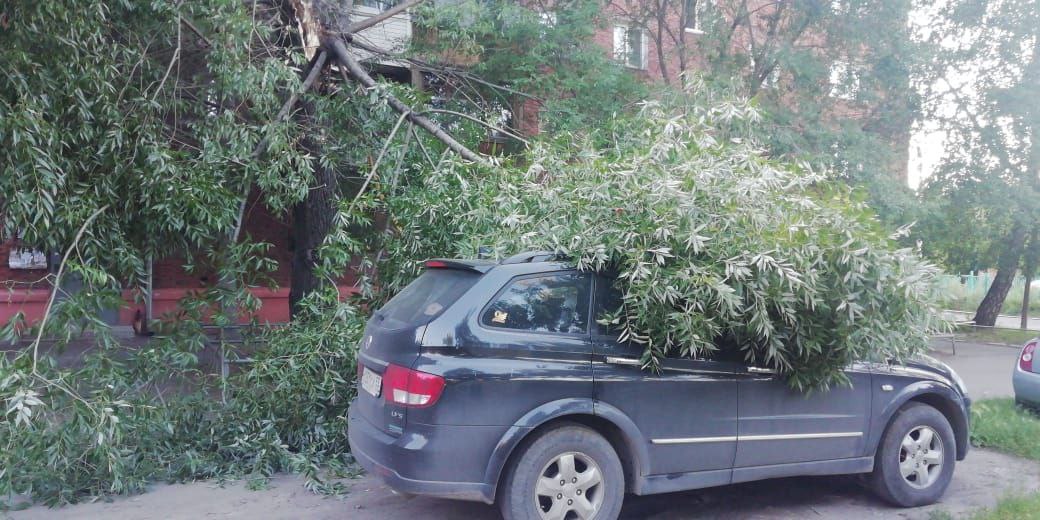 Депутата Омского горсовета чуть не прибило деревом #Омск #Общество #Сегодня