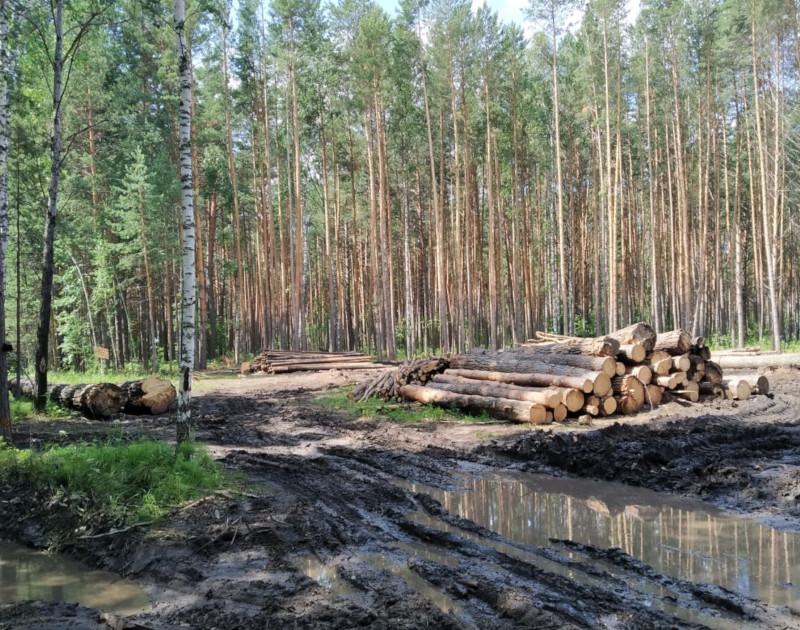 «Лес просто варварски ограбили»: жители легендарной деревни Окунево против вырубок #Омск #Общество #Сегодня