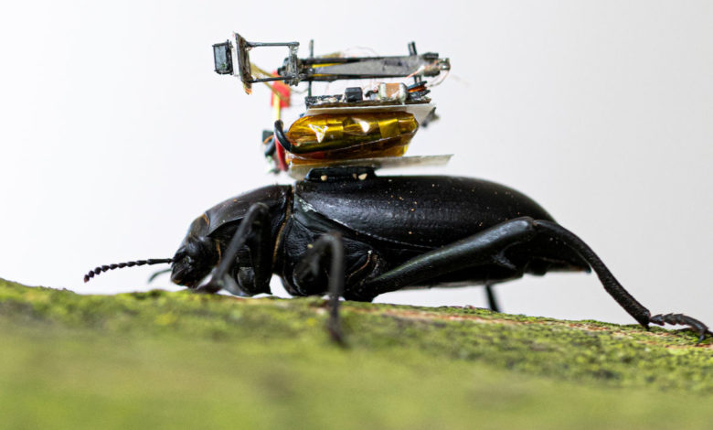 Камера настолько мала, что ее могут носить насекомые