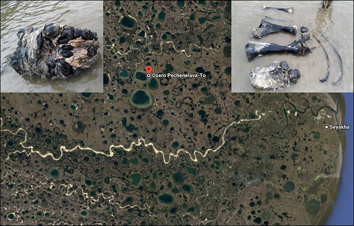 В Сибири найдены останки нового мамонта