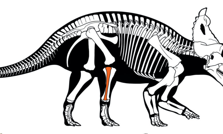 Ученые впервые выявили злокачественный рак у динозавра