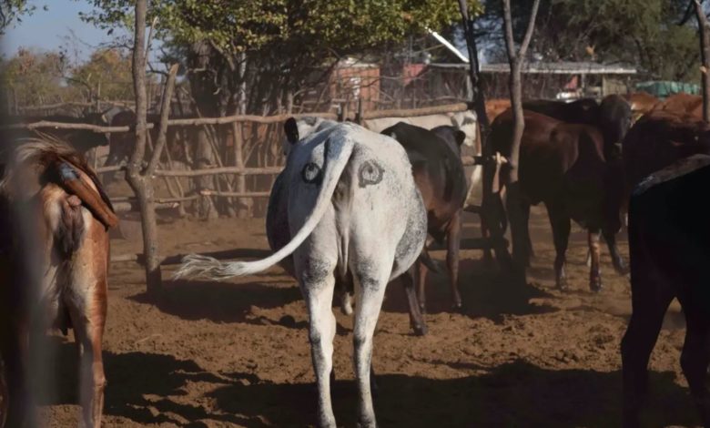Почему исследователи нарисовали большие глаза на крупе этих коров?