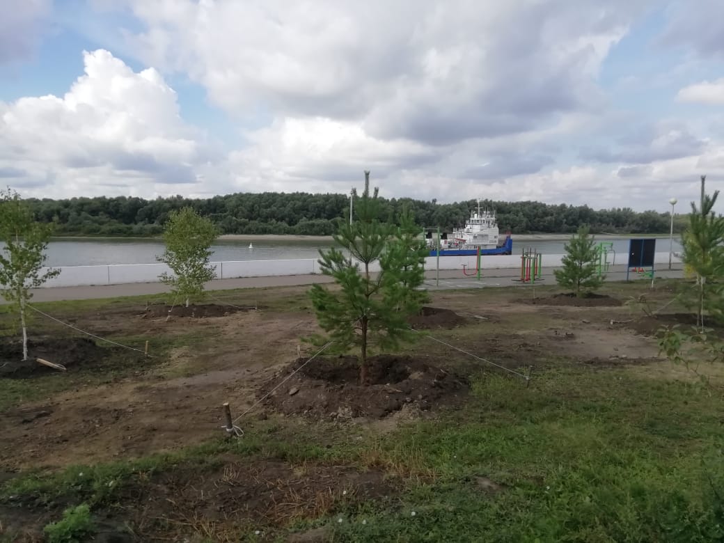 На Иртышской набережной в Омске высадили еще 75 деревьев #Новости #Общество #Омск