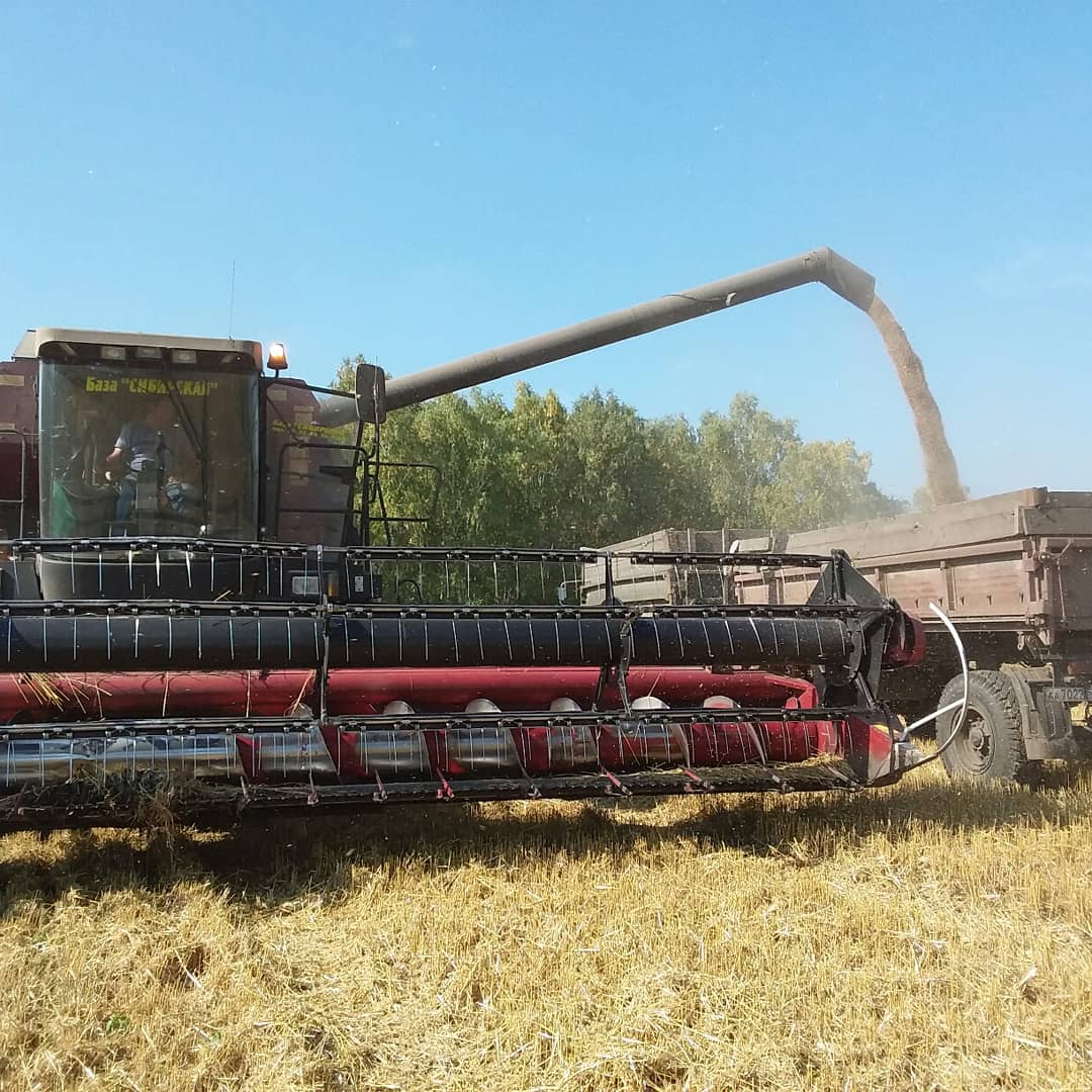В Омской области планируют собрать 3 млн тонн зерна