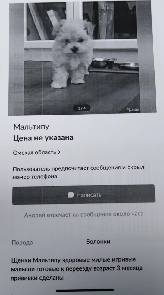 Омичку, хотевшую купить щенков, «развели» на 100 тысяч #Омск #Общество #Сегодня