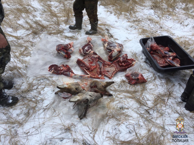Омские браконьеры ослепляли косуль и расстреливали их из ружья #Омск #Общество #Сегодня