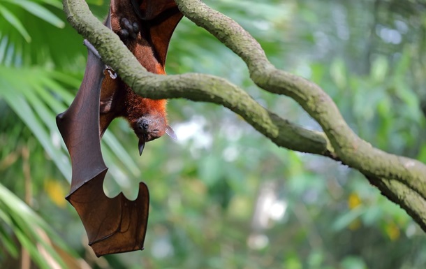 ВОЗ заявила о возможности пандемии из-за вируса Nipah