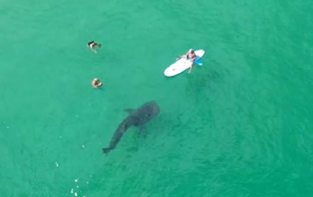 Гигантская акула застряла в камнях возле пляжа