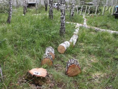 Житель Тары нарубил дров на 230 тысяч и условный срок #Омск #Общество #Сегодня