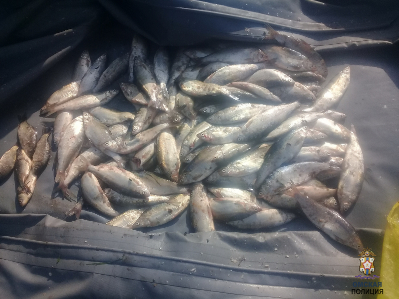 Омичи выдали себя за рыбаков и продавали ворованную рыбу #Новости #Общество #Омск