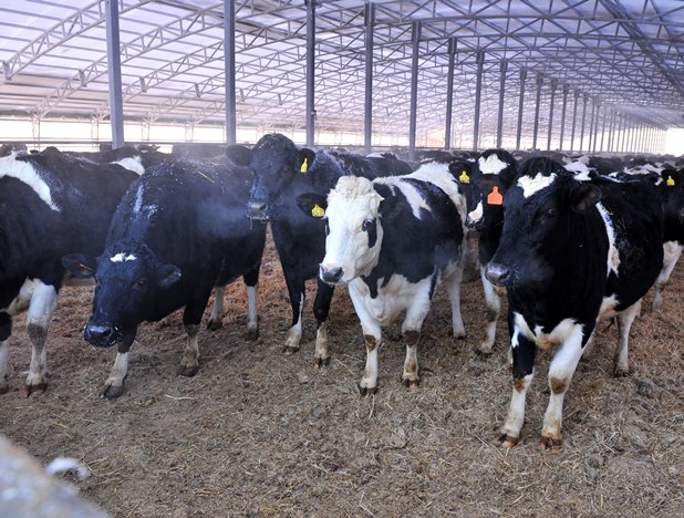 В Омской области коров все меньше, а молока больше #Новости #Общество #Омск