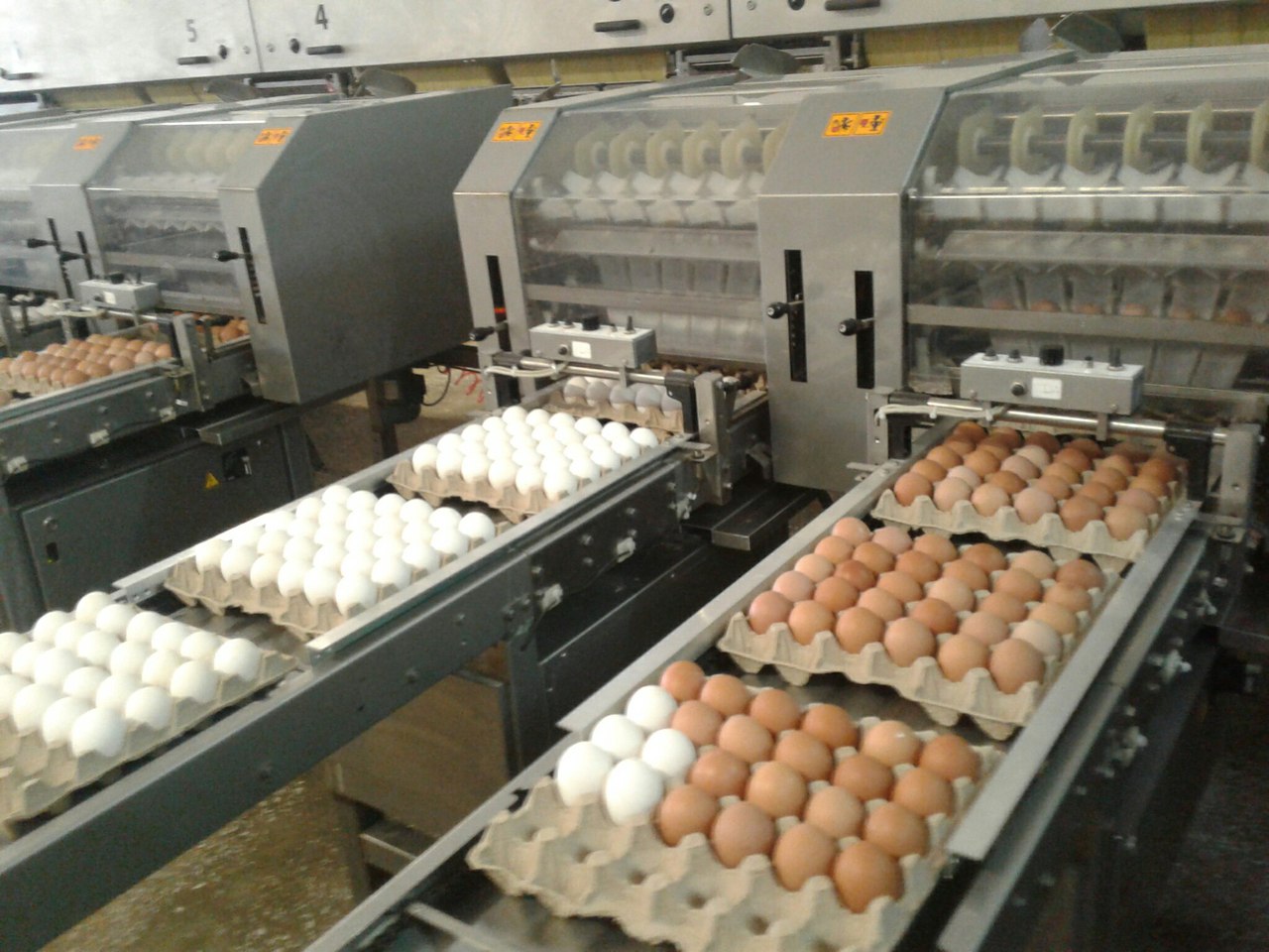 Производство яиц в Омской области сократилось почти вдвое