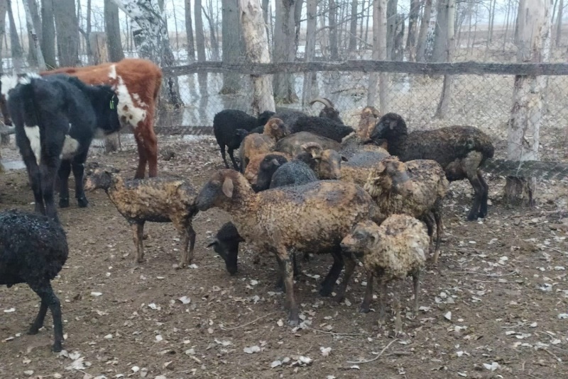 Житель Омской области по глупости сжег отару своих овец #Новости #Общество #Омск