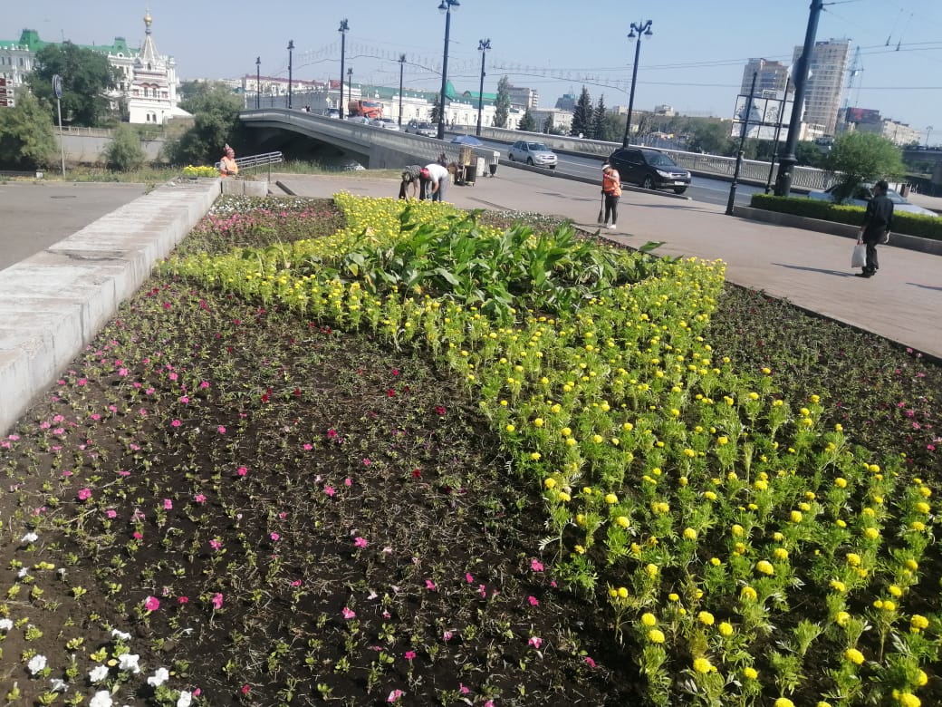 Омичи воруют цветы с городских клумб #Омск #Общество #Сегодня