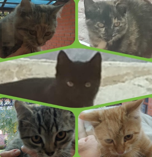 Фадина после ухода с поста мэра начала пристраивать котят #Омск #Общество #Сегодня Фадина после ухода с поста мэра начала пристраивать котят #Омск #Общество #Сегодня