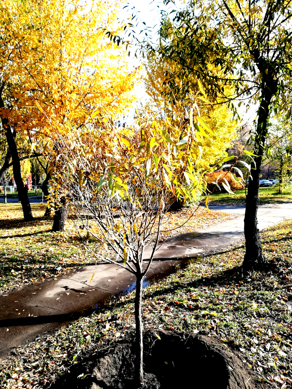 Омск намного зеленее Екатеринбурга – Лобов #Новости #Общество #Омск