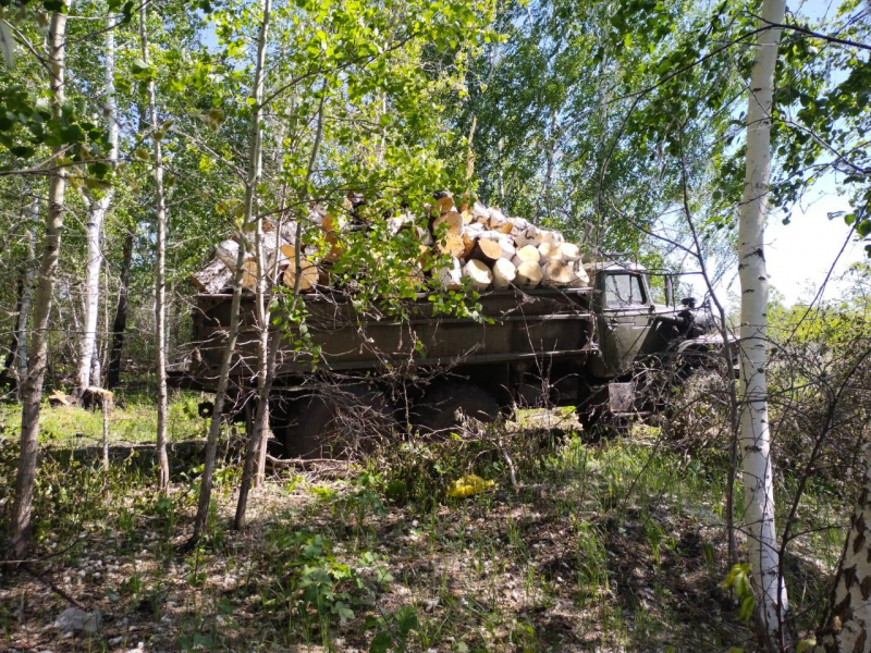 В Омской области впервые осудили банду «черных лесорубов» за сбыт древесины #Новости #Общество #Омск В Омской области впервые осудили банду «черных лесорубов» за сбыт древесины #Новости #Общество #Омск