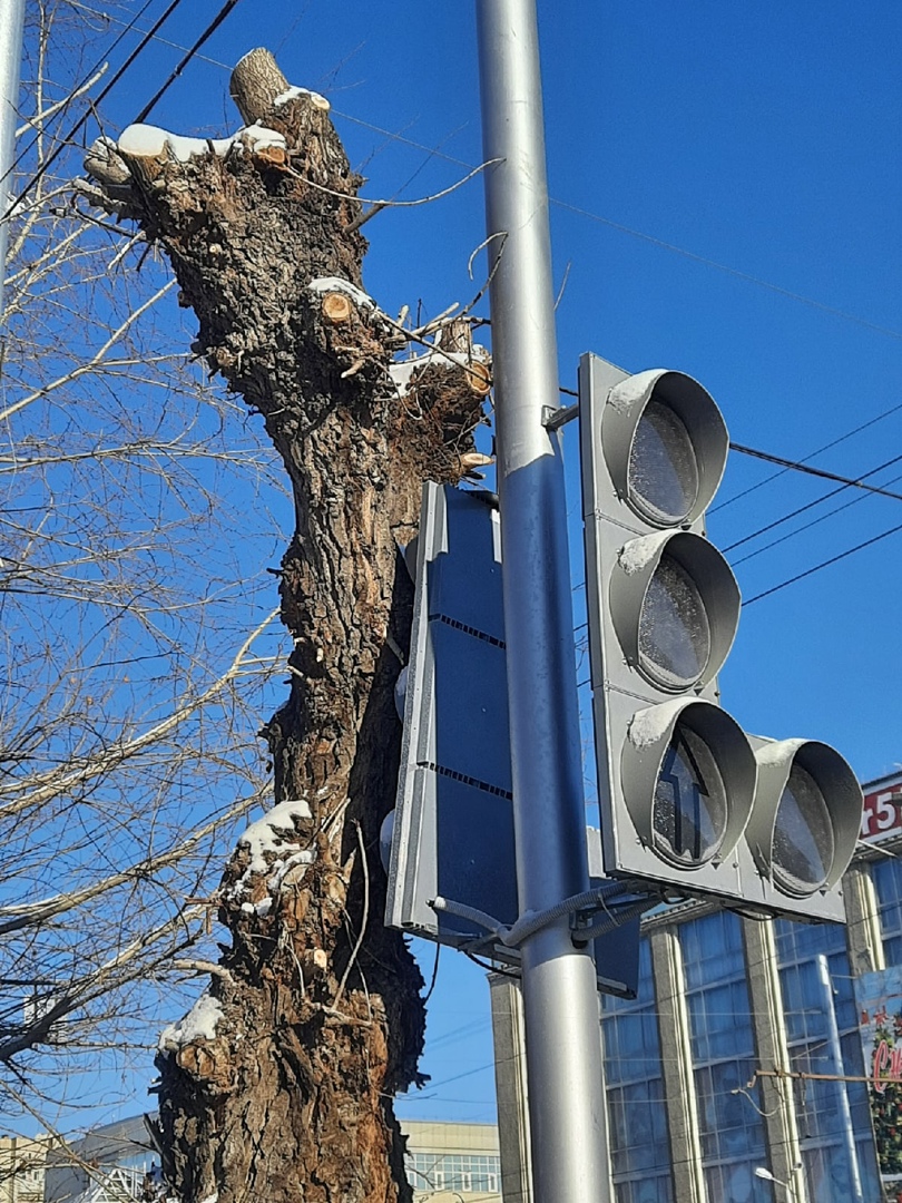 В Омске установили светофор, подпирающий дерево #Новости #Общество #Омск