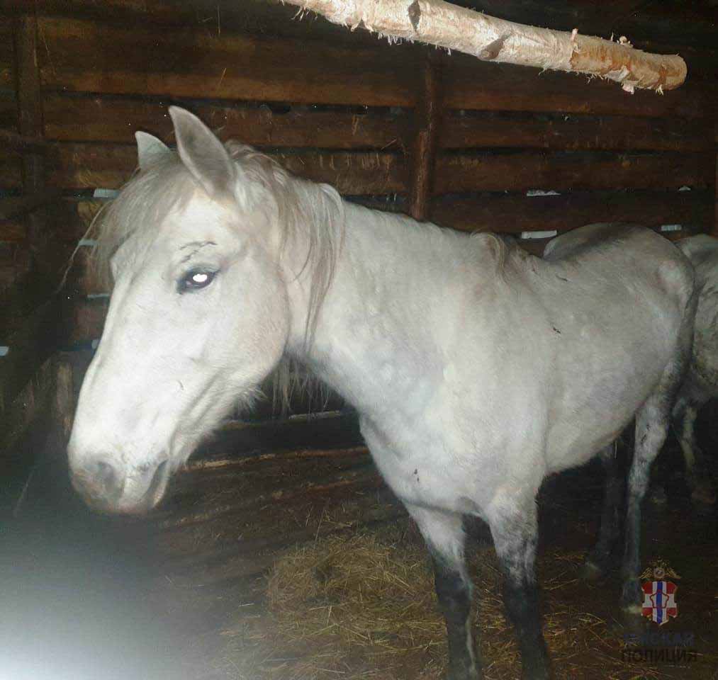 В Омской области начали таинственно исчезать лошади и коровы #Новости #Общество #Омск