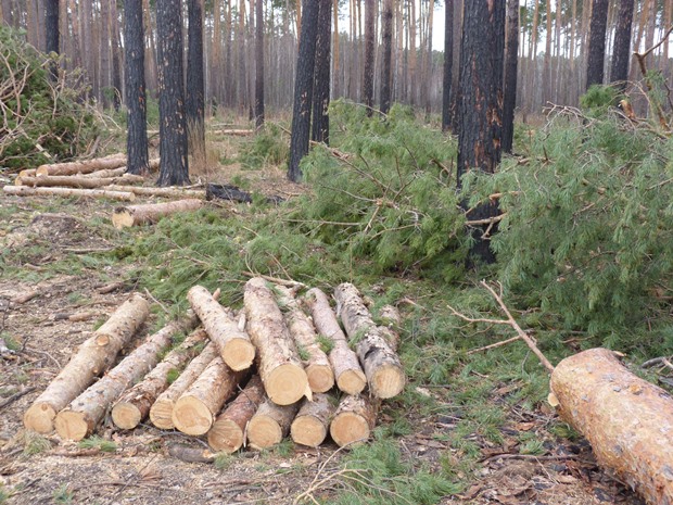 Экс-глава поселения в Омской области попался на вырубке леса #Омск #Общество #Сегодня