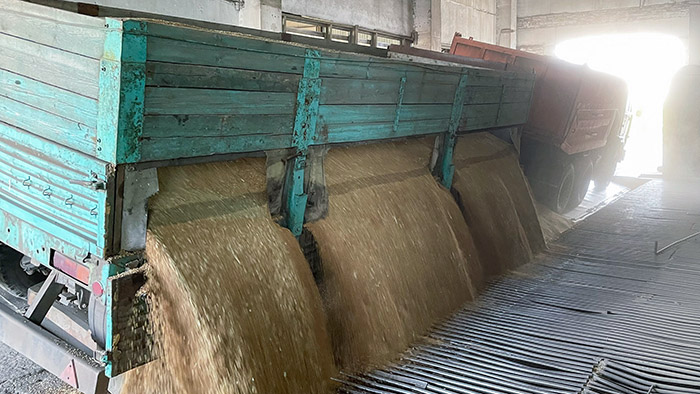 В Омской области забраковали сотни тысяч тонн зерна