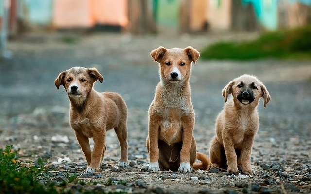 Количество бродячих собак в Омске резко увеличилось #Омск #Общество #Сегодня