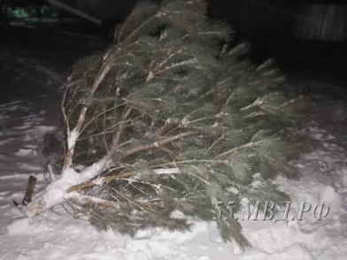 Житель Омской области вырубил почти 50 хвойных деревьев #Новости #Общество #Омск