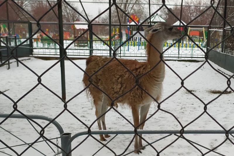 Зоопарк в Омске закрывается на неопределенный срок #Омск #Общество #Сегодня