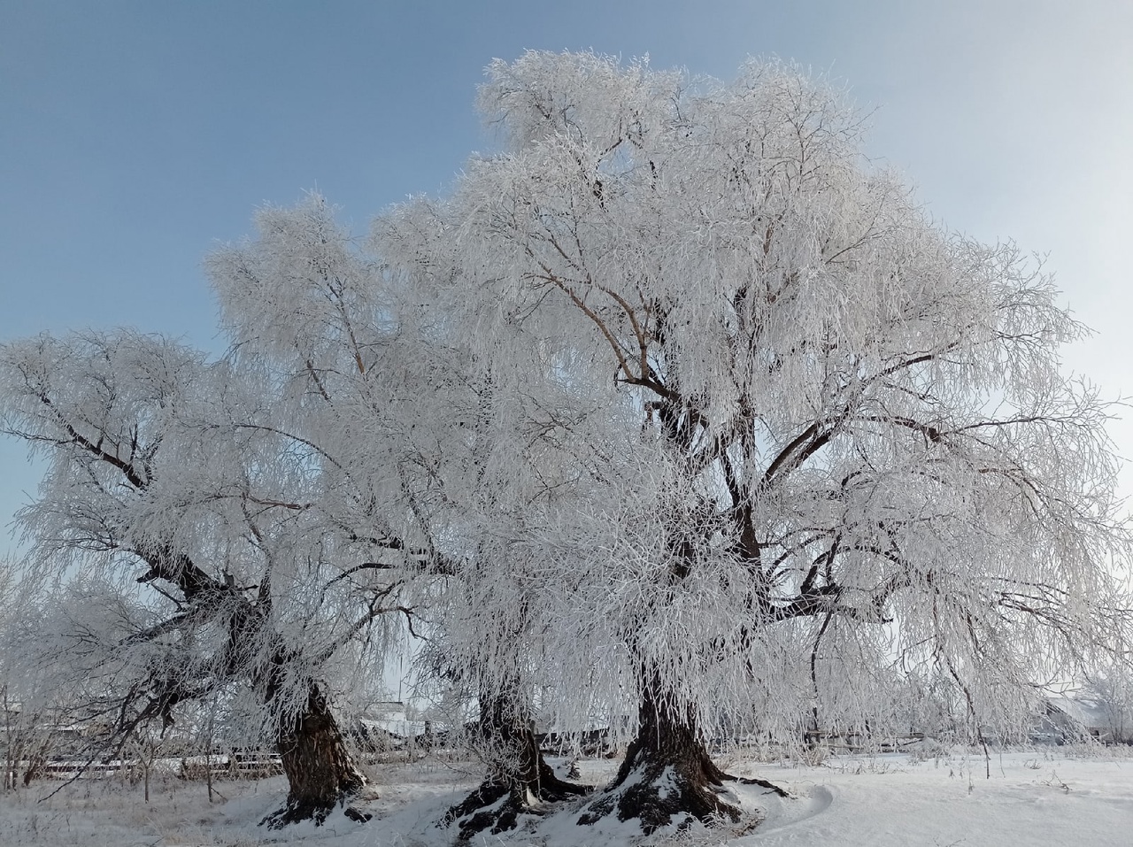 Сибирские морозы пока не покинут Омскую область #Омск #Общество #Сегодня