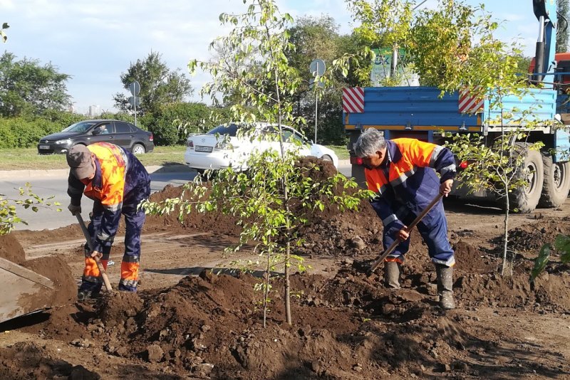 В Омске высадят около 10 тысяч деревьев и кустарников #Омск #Общество #Сегодня