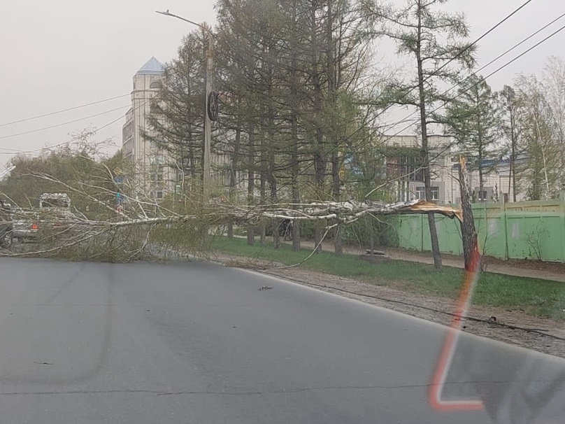 В Омске на улицу Березовую из-за ветра упала береза #Новости #Общество #Омск