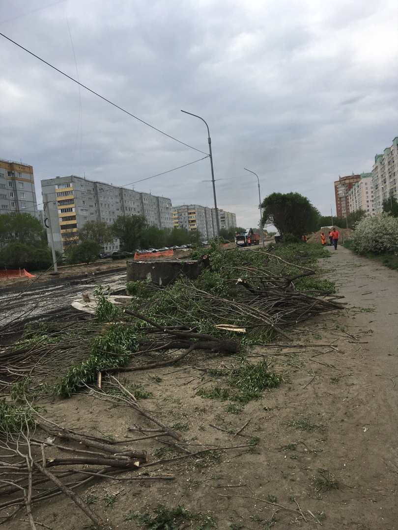 Вырубили красивые ивы: омичи недоумевают из-за уничтожения деревьев на Крупской #Омск #Общество #Сегодня